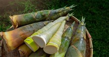 Măng tre có thể trở thành “siêu thực phẩm” mới theo nghiên cứu khoa học