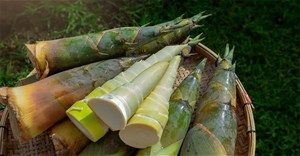 Măng tre có thể trở thành “siêu thực phẩm” mới theo nghiên cứu khoa học