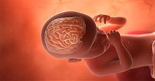 Nghiên cứu mới phát hiện não bộ nam và nữ đã khác nhau từ trong bụng mẹ 