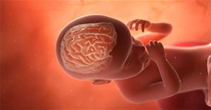 Nghiên cứu mới phát hiện não bộ nam và nữ đã khác nhau từ trong bụng mẹ 