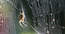 Vì sao tơ nhện bền hơn thép? Khoa học cuối cùng đã có lời giải