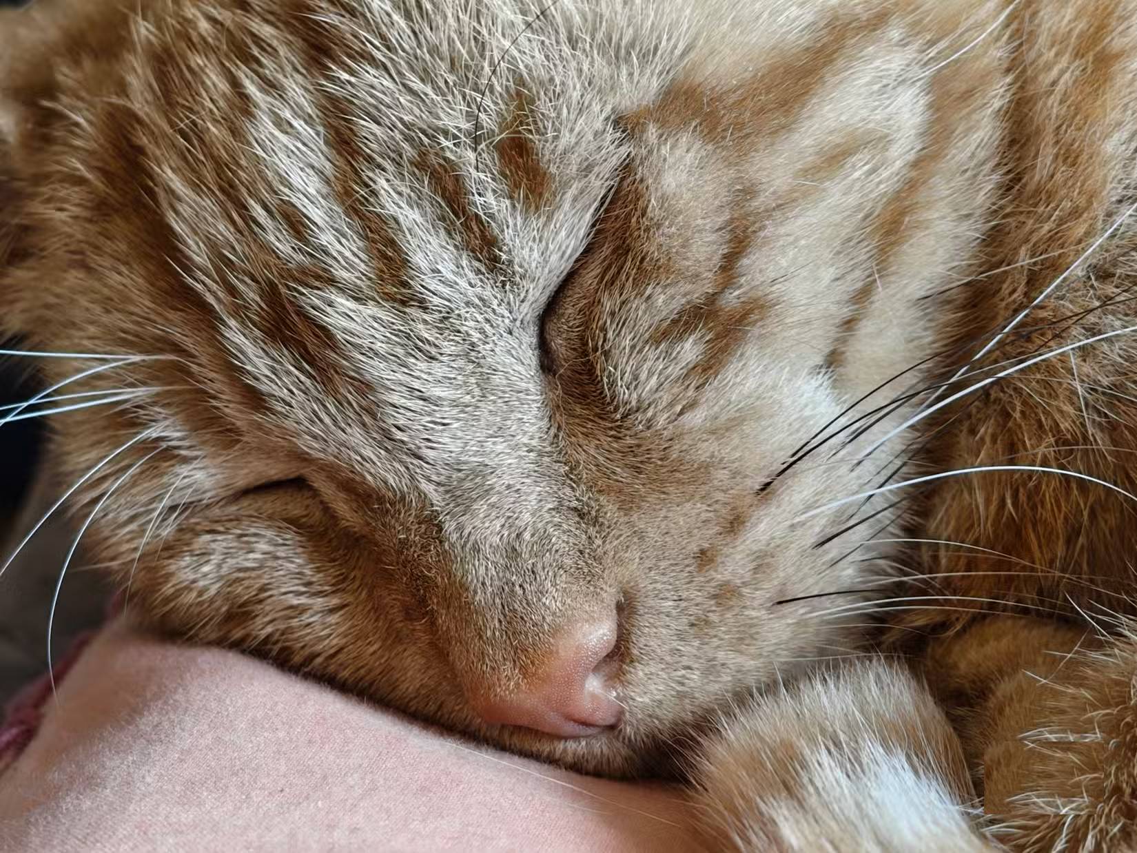 Ảnh cận cảnh một con mèo lông vàng.