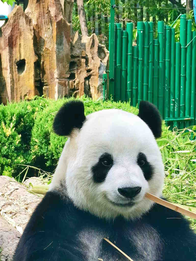 Ảnh chưa mờ nền