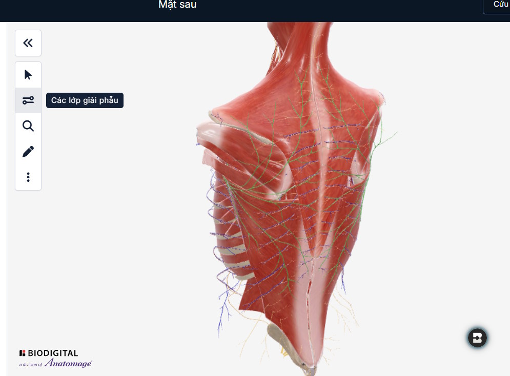 Mô hình 3D trên BioDigital Human