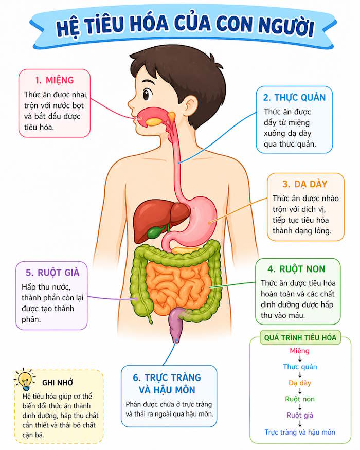 Prompt tạo sơ đồ giải thích cấu trúc