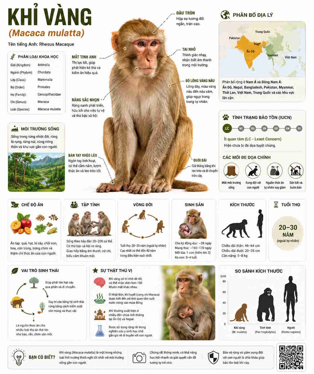 Infographic động vật