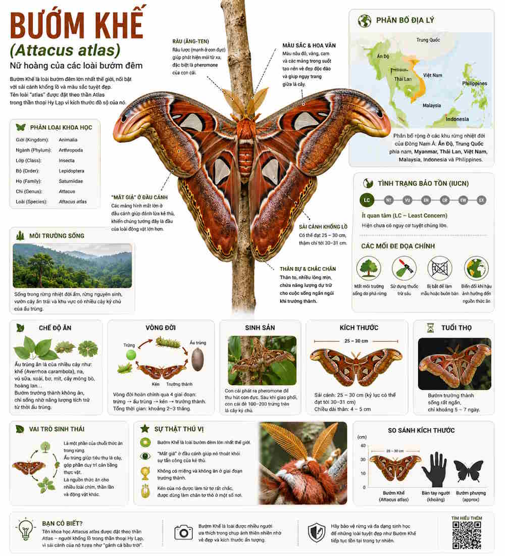 Tạo ảnh infographic động vật