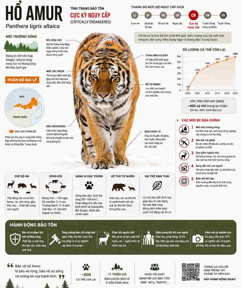 Infograhic động vật hoang dã