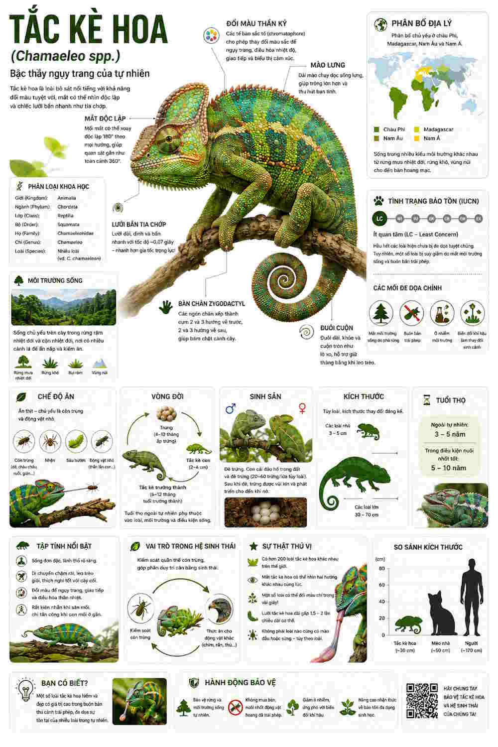 infographic dong vat hoang da 4*431361