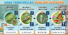 Prompt thiết kế infographic giáo dục về vòng đời cho học sinh