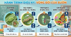 [Video] Hướng dẫn tạo infographic Vòng đời cho học sinh