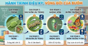 Prompt thiết kế infographic giáo dục về vòng đời cho học sinh