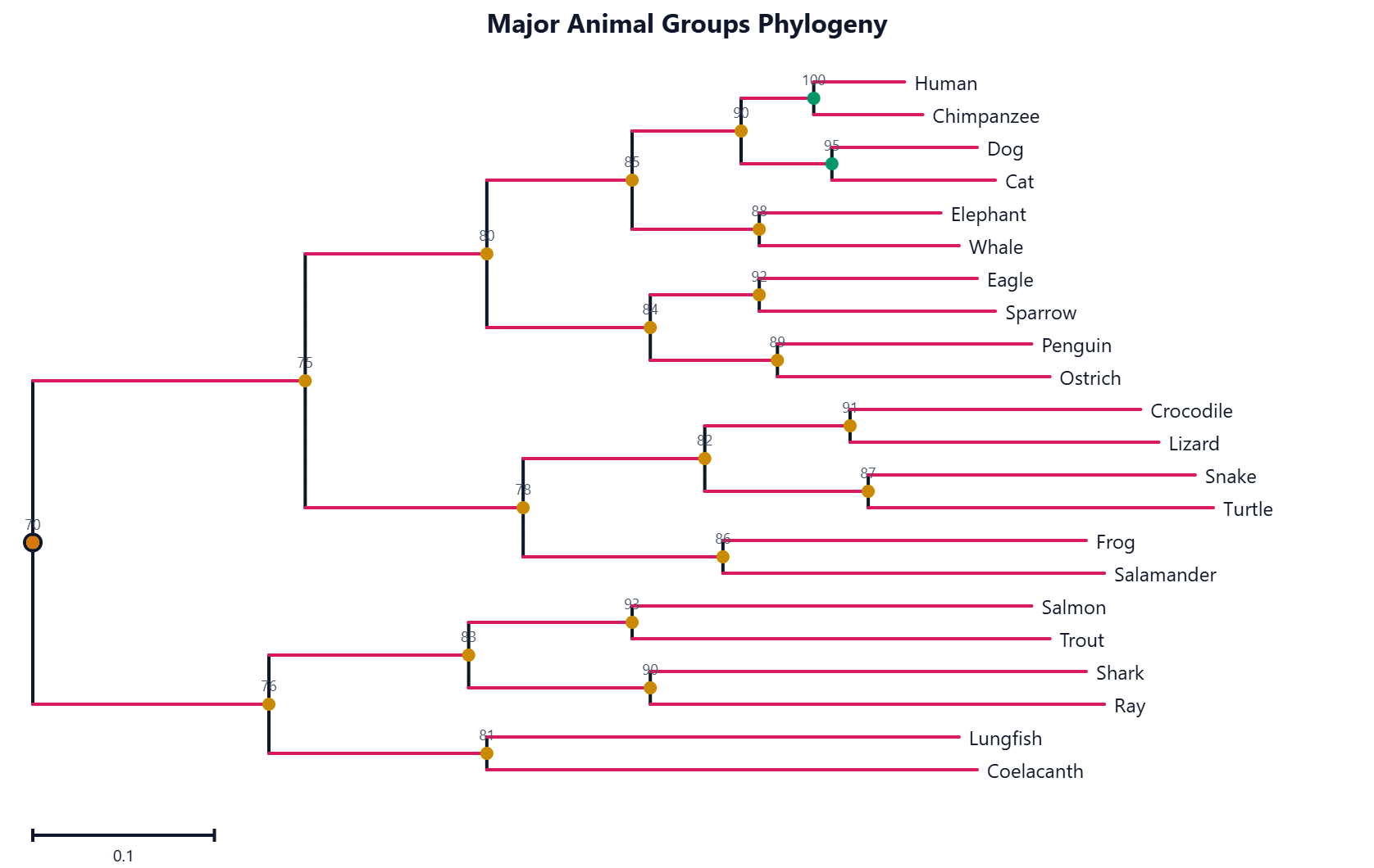 Sơ đồ Phylogenetic Tree trên FreeDiagram
