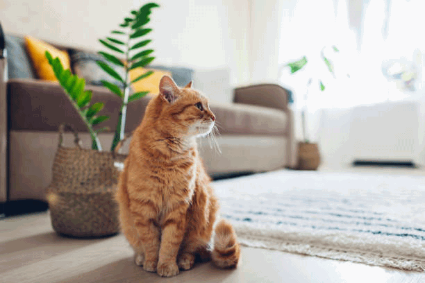 Tải ảnh gốc lên Adobe trên ChatGPT